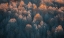 Picture of AUTUMN