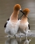 Picture of LOVE CROSSING