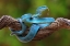 Picture of TURQUOISE BLUE VIPER