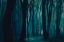 Picture of THE DARK FOREST