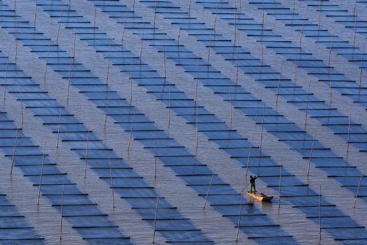 Picture of CULTIVATING SEAWEED
