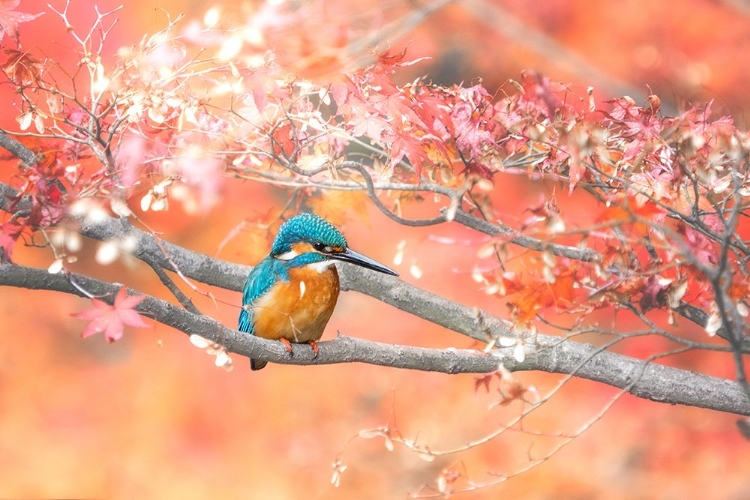Picture of UNDER THE AUTUMN LEAVES