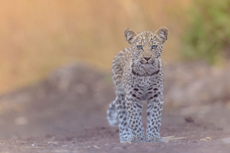 Picture of BABY LEOPARD WITH BLUE EYES