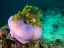 Picture of PURPLE ANEMONE