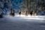 Picture of WINTER FAIRYTALE