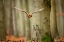 Picture of TAWNY OWL