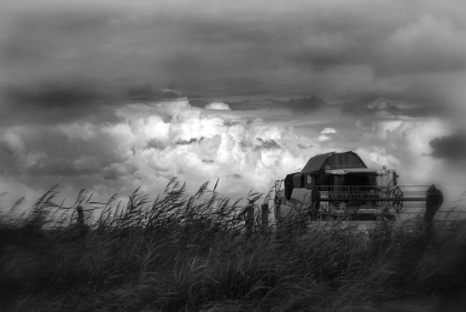 Picture of HARVEST MOOD ...