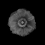 Picture of POPPY