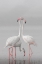 Picture of GREATER FLAMINGO