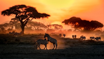 Picture of IN THE GOLDEN SAVANNAH