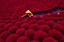 Picture of INCENSE DRYING