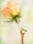 Picture of TIGER LEG MONKEY TREE FROG