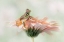 Picture of LEMUR FROG ON A GERBERA  FLOWER