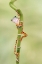 Picture of TIGER LEG MONKEY TREE FROG WITH THOSE LONG LEGS