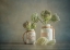 Picture of WILD CARROT