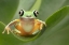 Picture of LEMUR TREE FROG ON A LEAF