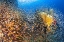 Picture of UNDERWATER LIFE
