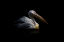 Picture of PELICAN IN THE DARK ...