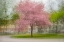 Picture of JAPANESE CHERRY TREE IN ESKILS PARK