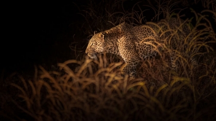 Picture of AMBUSH