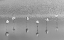 Picture of SLEEPING FLAMINGOS