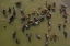 Picture of CATTLE BATH IN RIVER