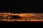 Picture of CHEETAHS AT DAWN