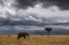 Picture of AFRICAN SKY