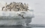 Picture of PENGUINS JUMPING