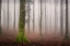 Picture of LA FORESTA INCANTATA