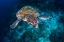 Picture of GREEN TURTLE FROM SAUWANDAREK