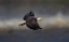 Picture of BALD EAGLE FLYING