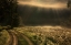 Picture of FOGY MORNING