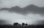 Picture of MISTY MOMENTS