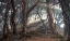 Picture of SACRED PINE FOREST