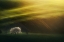 Picture of LAST RAYS