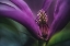 Picture of MAGNOLIA INSIDE