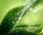 Picture of GREEN LEAF