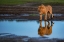 Picture of REFLECTIVE KING
