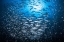 Picture of UNDERWATER LIFE OF TACHAI