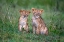 Picture of TWO RAIN-SOAKED LION CUBS
