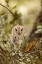 Picture of SCOPS OWL
