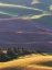Picture of MORNING LIGHT