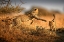 Picture of TWO CHEETAHS IN THE MORNING LIGHT