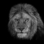 Picture of THE KING