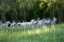 Picture of SPRING GALLOP