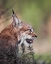 Picture of LYNX
