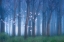 Picture of FAIRYLAND II