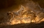 Picture of FIERCE BATTLE