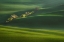 Picture of MORAVIAN FIELDS